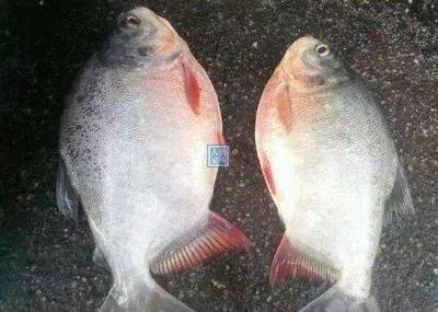 池塘垂钓,火腿肠钓凶猛淡水鱼,收获锋利牙齿的淡水“食人鲳鱼”